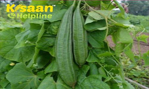 Ridge gourd (तोरई)